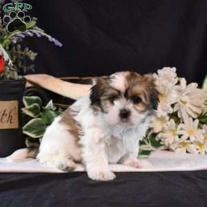 Missy, Mal-Shi Puppy