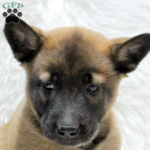 Missy, Belgian Malinois Puppy