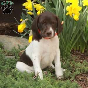Missy, German Shorthaired Pointer Puppy