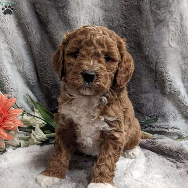 Misty, Mini Goldendoodle Puppy