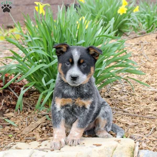 Mitch, Blue Heeler – Australian Cattle Dog Puppy
