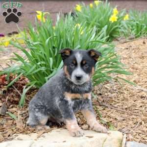 Mitch, Blue Heeler – Australian Cattle Dog Puppy