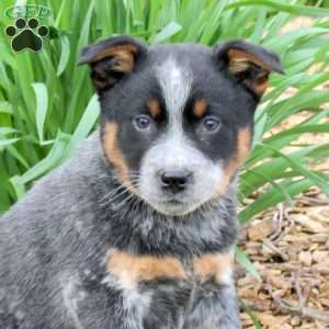 Mitch, Blue Heeler – Australian Cattle Dog Puppy
