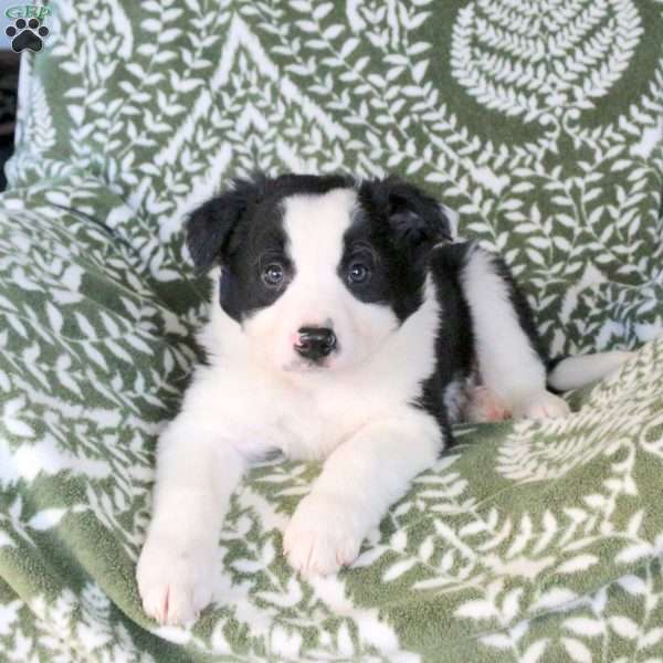 Mitchell, Border Collie Puppy