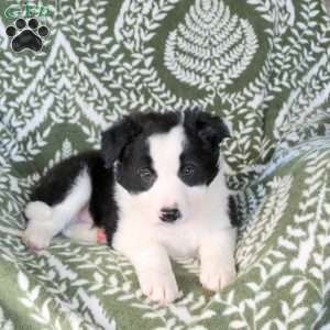 Mitchell, Border Collie Puppy