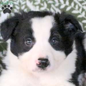 Mitchell, Border Collie Puppy