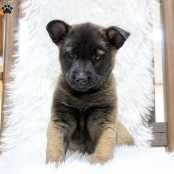 Mitzy, Belgian Malinois Puppy