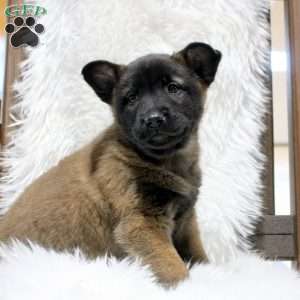 Mitzy, Belgian Malinois Puppy