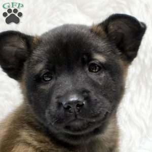 Mitzy, Belgian Malinois Puppy