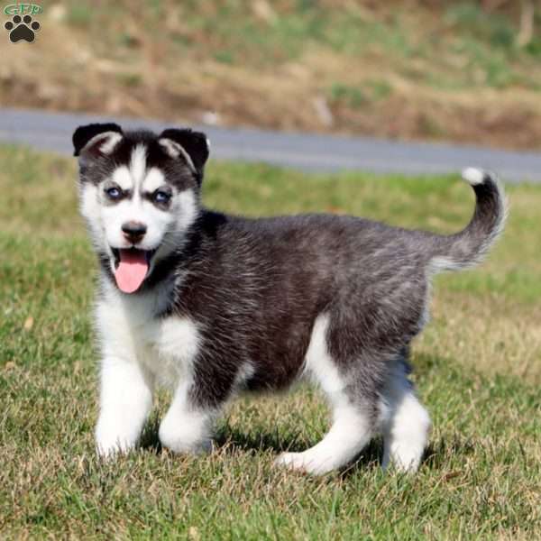 Mitzy, Siberian Husky Puppy
