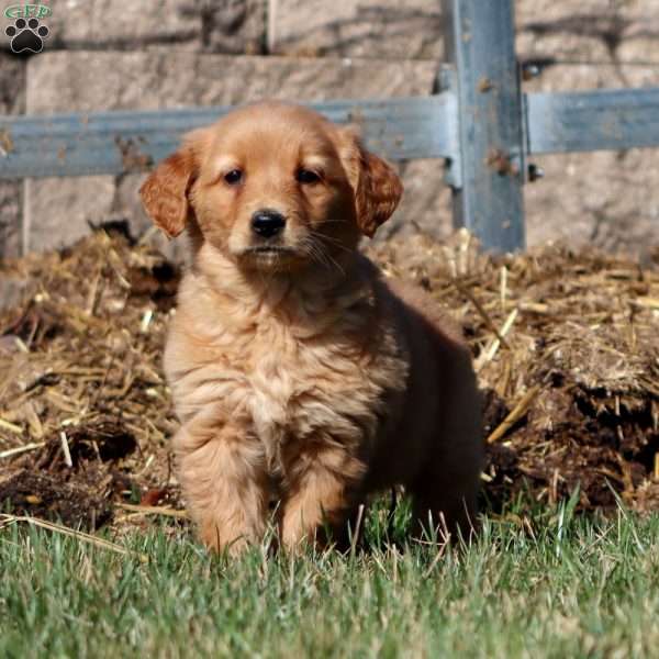 Mitzy, Golden Retriever Puppy