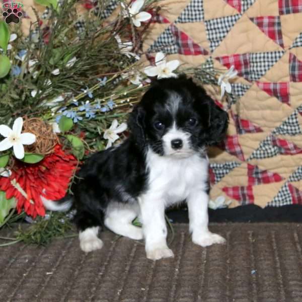 Mitzy, Cockalier Puppy