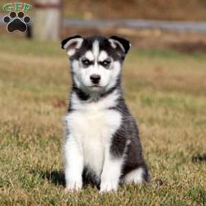 Mitzy, Siberian Husky Puppy