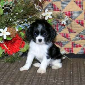 Mitzy, Cockalier Puppy