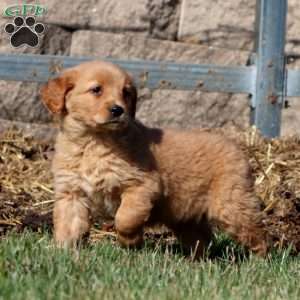 Mitzy, Golden Retriever Puppy
