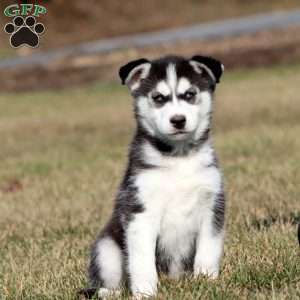 Mitzy, Siberian Husky Puppy