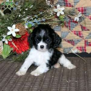 Mitzy, Cockalier Puppy