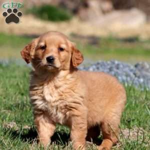 Mitzy, Golden Retriever Puppy