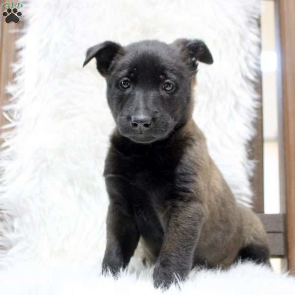 Mocha, Belgian Malinois Puppy