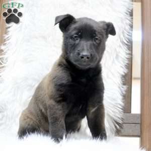 Mocha, Belgian Malinois Puppy