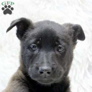 Mocha, Belgian Malinois Puppy