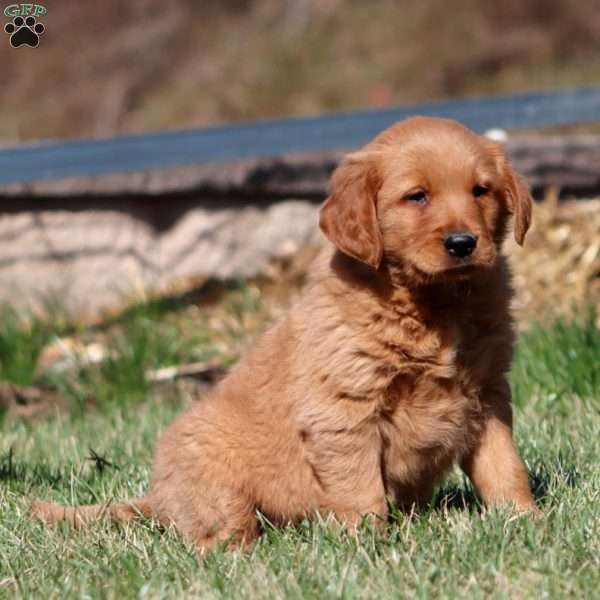 Mojo, Golden Retriever Puppy