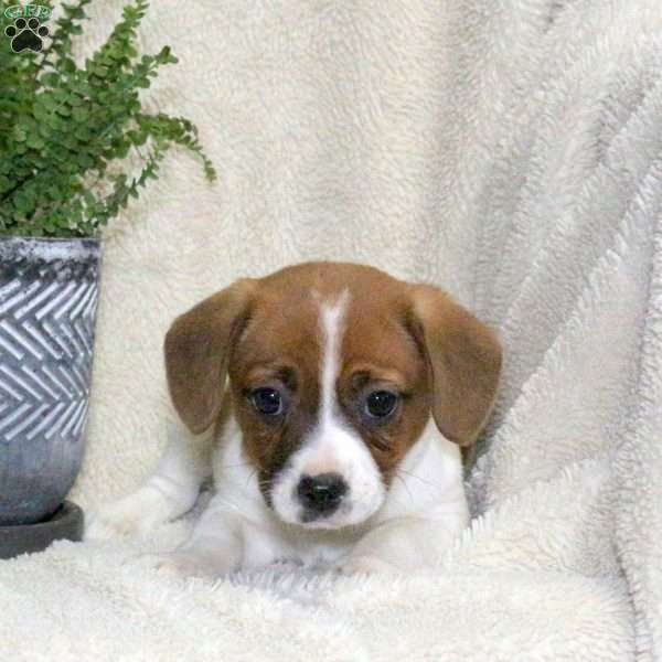 Molly, Jack Russell Mix Puppy