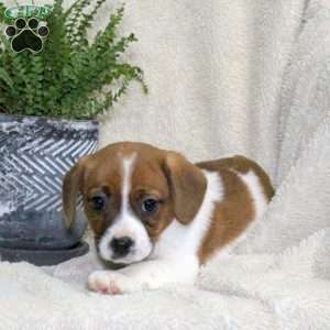 Molly, Jack Russell Mix Puppy