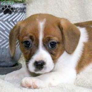 Molly, Jack Russell Mix Puppy