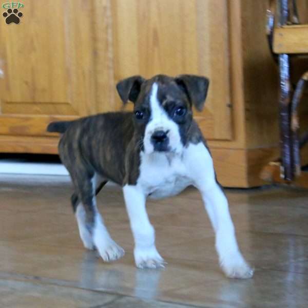 Molly, Boxer Puppy