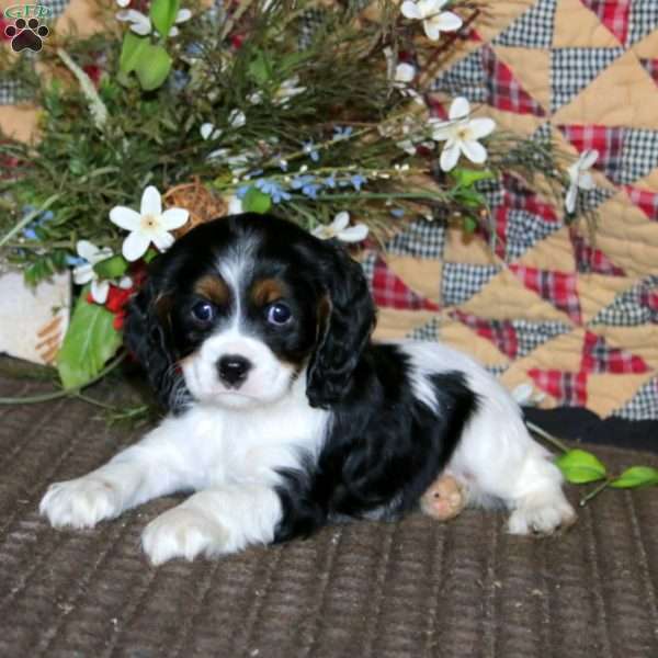 Molly, Cockalier Puppy