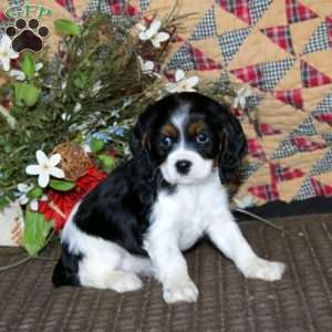 Molly, Cockalier Puppy