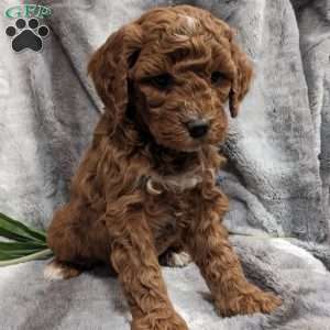 Molly, Mini Goldendoodle Puppy