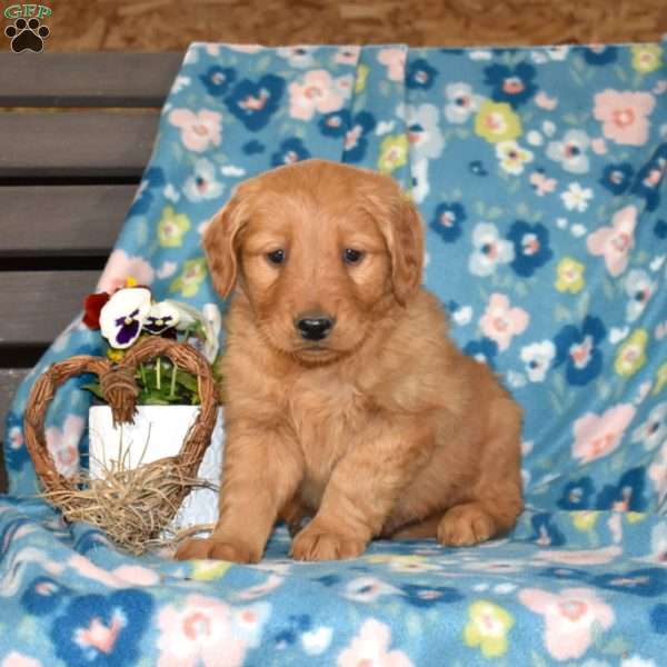 Moose, Golden Retriever Puppy