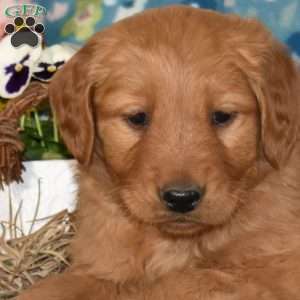 Moose, Golden Retriever Puppy