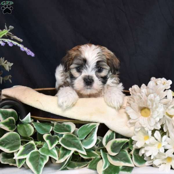 Mowgli, Mal-Shi Puppy