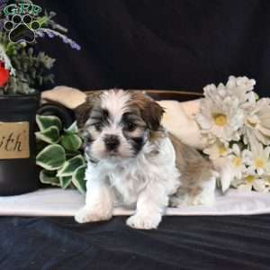 Mowgli, Mal-Shi Puppy