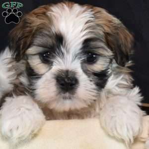 Mowgli, Mal-Shi Puppy