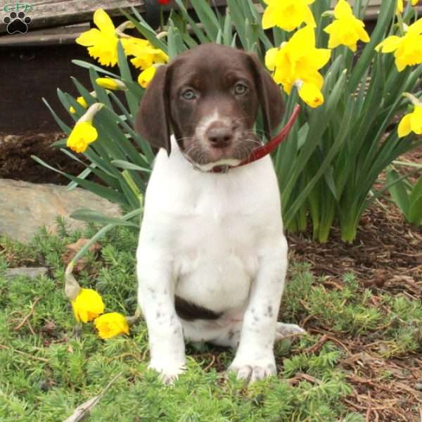 Moxie, German Shorthaired Pointer Puppy