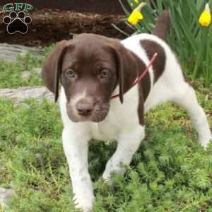 Moxie, German Shorthaired Pointer Puppy