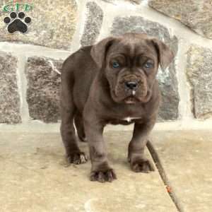 Moxie, Cane Corso Puppy