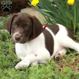 Moxie, German Shorthaired Pointer Puppy