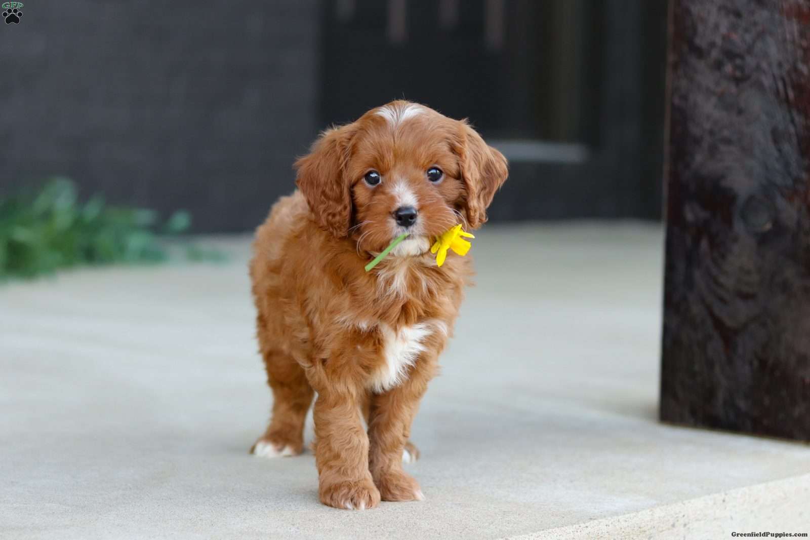 Mr. Bentley - Cavapoo Puppy For Sale in Ohio