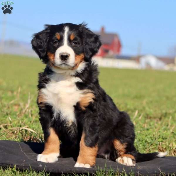 Mt. Dew, Bernese Mountain Dog Puppy