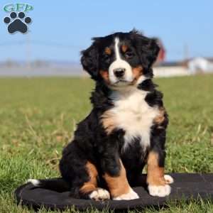 Mt. Dew, Bernese Mountain Dog Puppy