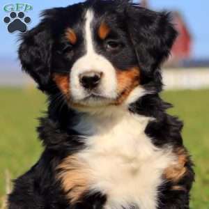 Mt. Dew, Bernese Mountain Dog Puppy