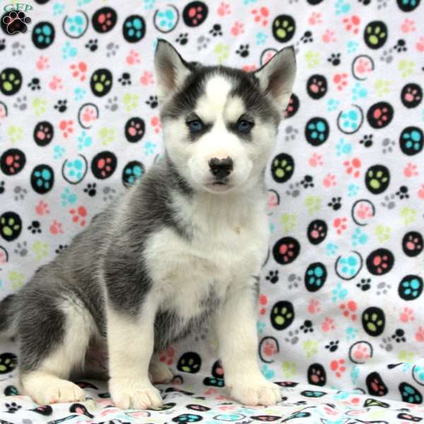 Mufasa, Siberian Husky Puppy