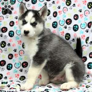 Mufasa, Siberian Husky Puppy