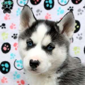 Mufasa, Siberian Husky Puppy