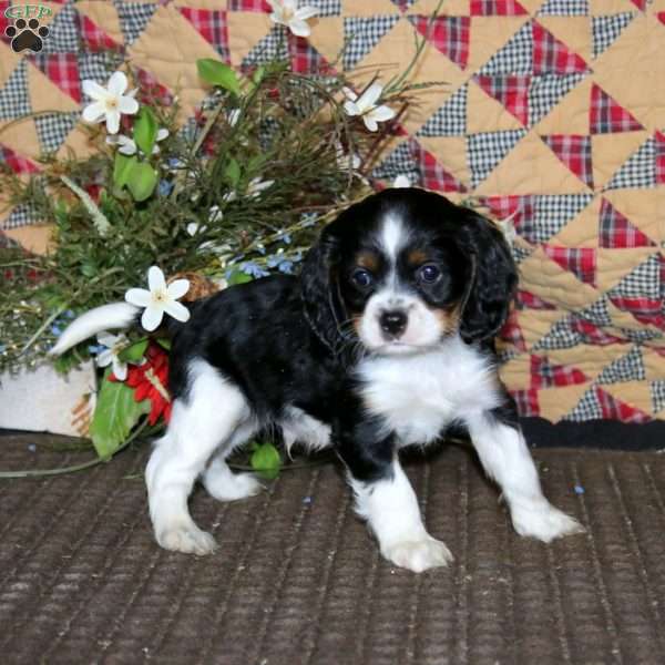 Muff, Cockalier Puppy